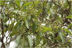 Pittosporum floribundum